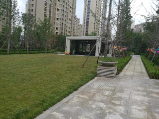 万科未来城小区广场,以草坪为主,两边道路采用银杏做行道树.