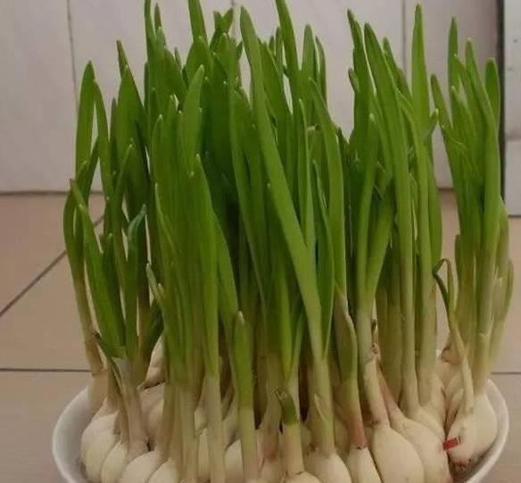 实用干货:大蒜水培,一年四季都有蒜苗吃!