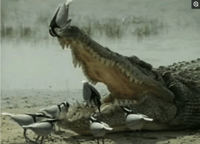 牙签鸟冒死为鳄鱼剔牙, 信任很重要