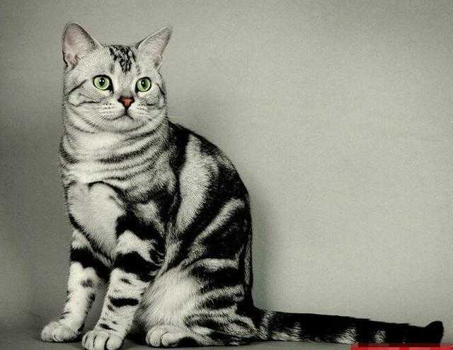 银虎斑猫真正纯种贵族猫 关键是捕鼠能力强 不会被老鼠吓跑
