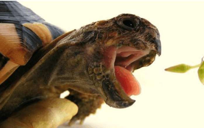 如果你被乌龟咬住,不要剧烈的晃动,轻轻地将乌龟放在有水的地方