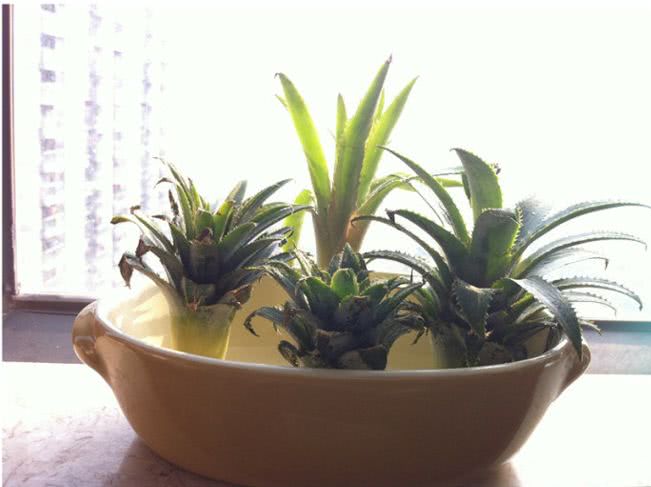 吃完的菠萝头不要扔了,插在水里就能生根,盆栽