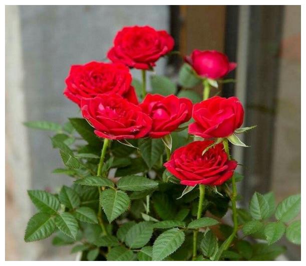 玫瑰花的花期有多长?玫瑰花不开怎样办?教你