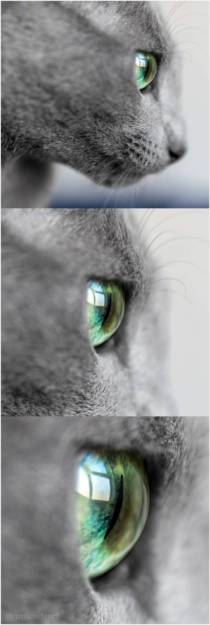 ins上拥有碧绿双眸的蓝猫auri,眼睛就像湖泊一样清澈