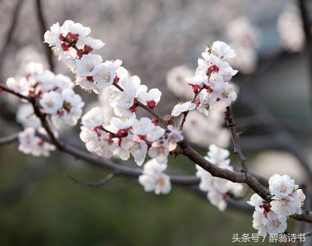 诗歌「桃花红 杏花白」