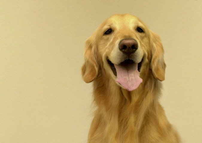 5种最适合上班族养的狗狗,金毛上榜,哈士奇第