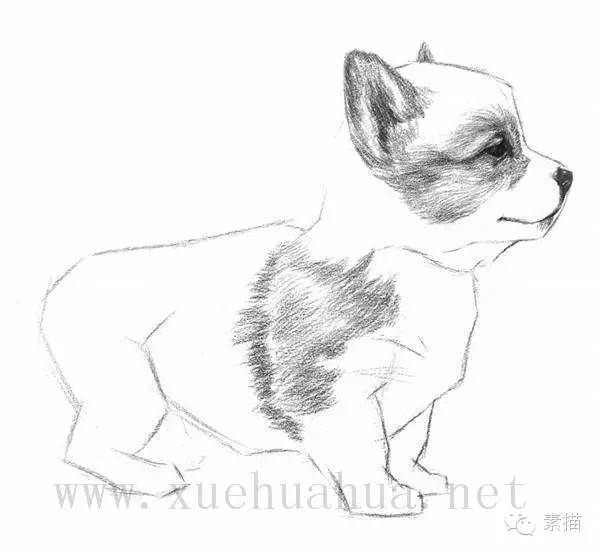 【素描教程】素描小狗的画法