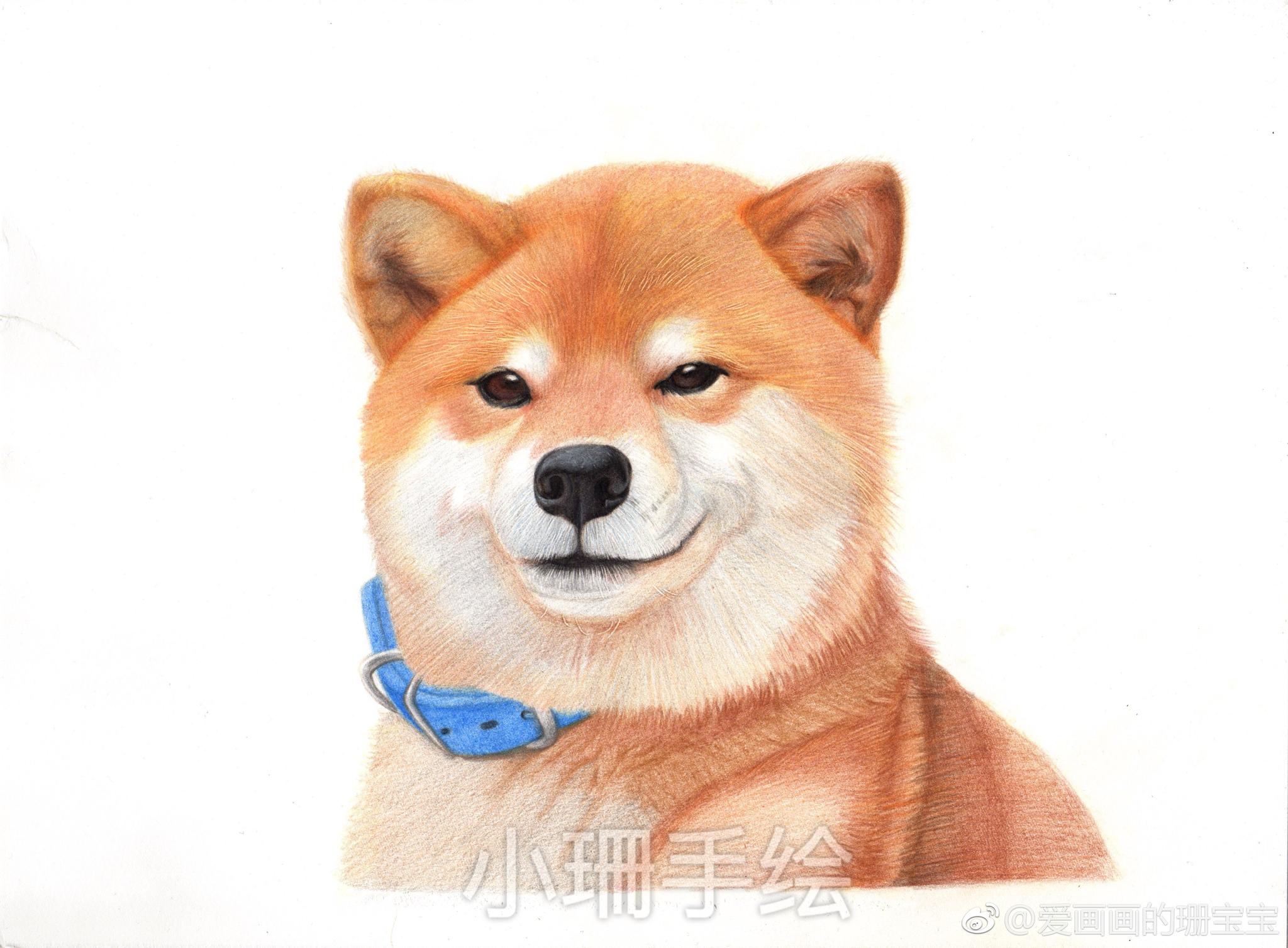 水彩纸红辉三幅霹雳马投稿(@爱画画的珊宝宝)       彩铅作品   柴犬