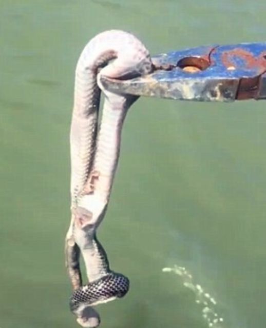 一男子外出钓鱼,鱼上钩后拉上岸,看清鱼嘴一物