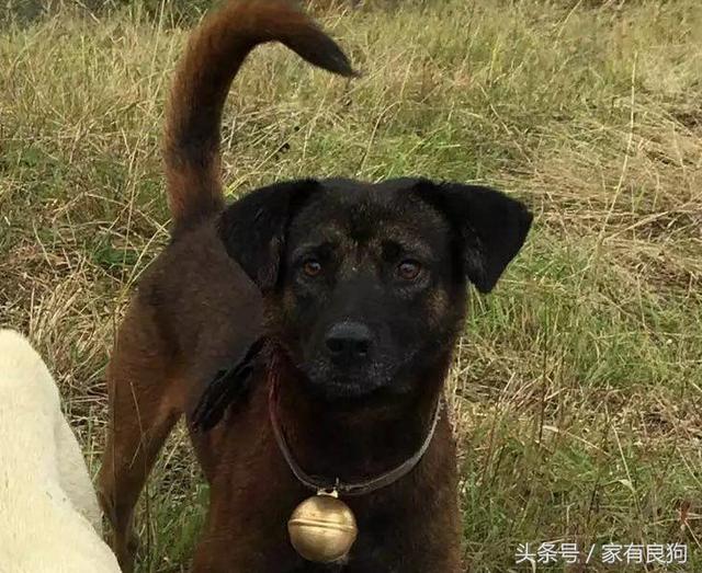 中华第一猎犬野性十足常被误认是土狗,可惜频