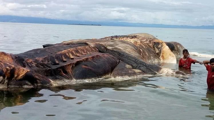 印尼海岸的15米巨型海怪尸体专家也是说不出了