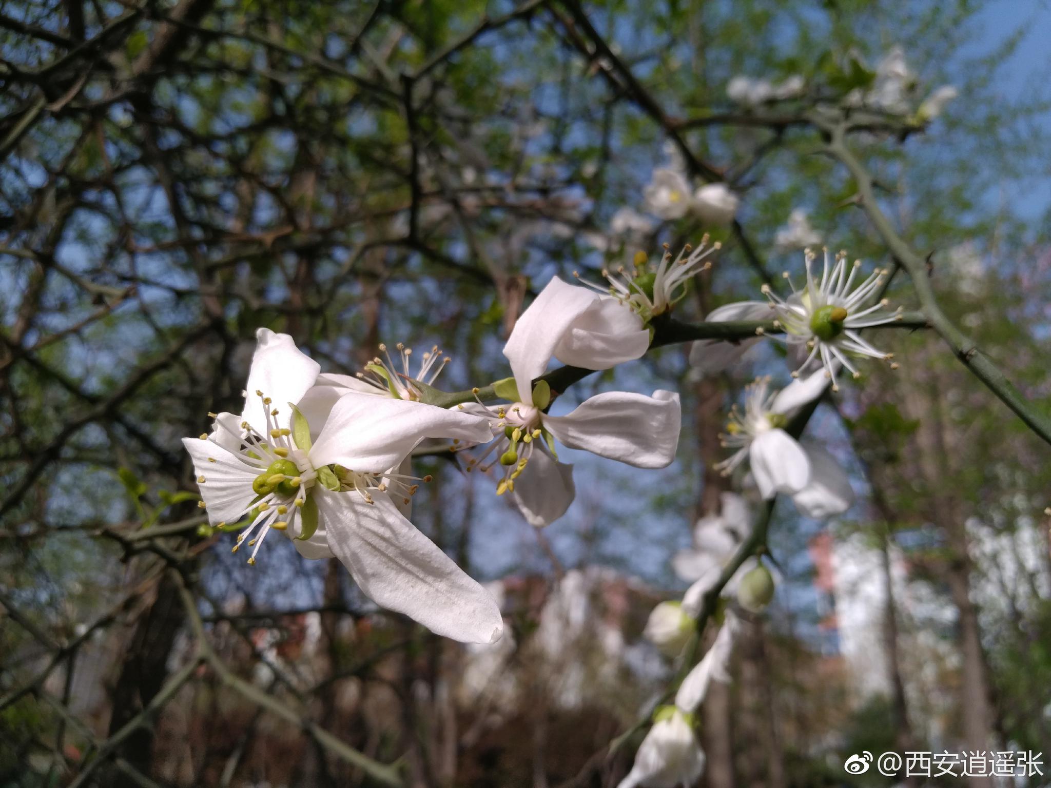 南橘北枳是一句古老的成语,出自《晏子春秋·