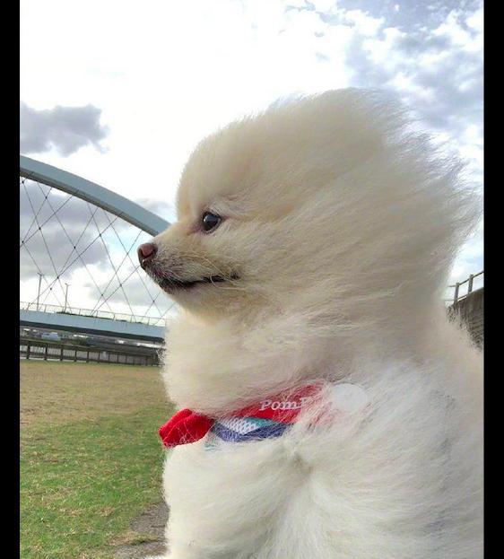 主人带博美去散步,它的毛发被大风吹得竖起来了,表情好享受呀!