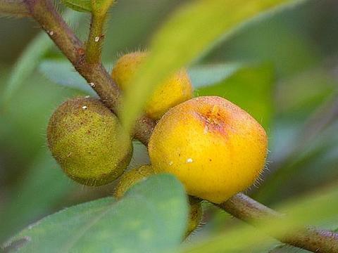 老毛桃u盘启动盘如何安装系统