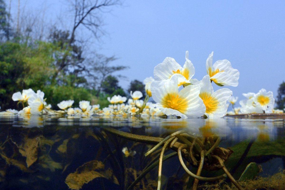 现实中的水性杨花,即将被国人吃到消失,只能