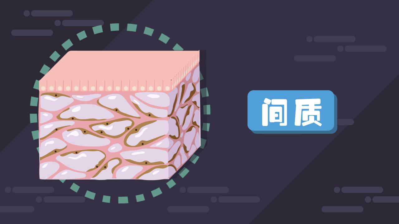 科学家称发现人体新器官!2分钟动画看“间质”是什么