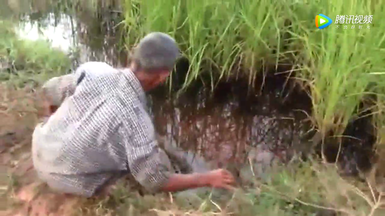 抖音快手刷评论能赚钱?全国上百人落陷阱:抖音