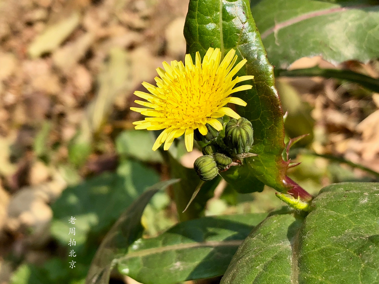 冬天还能看到野花:像是菊科苦苣菜,北京奥林匹