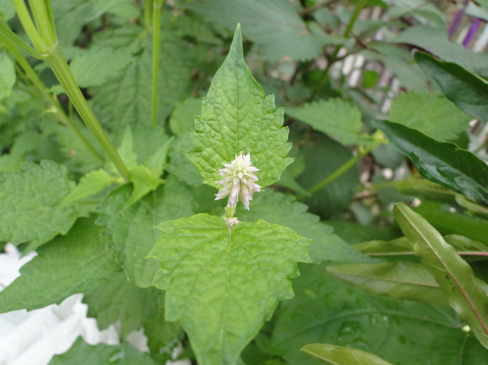 藿香叶加上它,每天涂涂抹抹,管你多严重的扁平疣,轻松除根