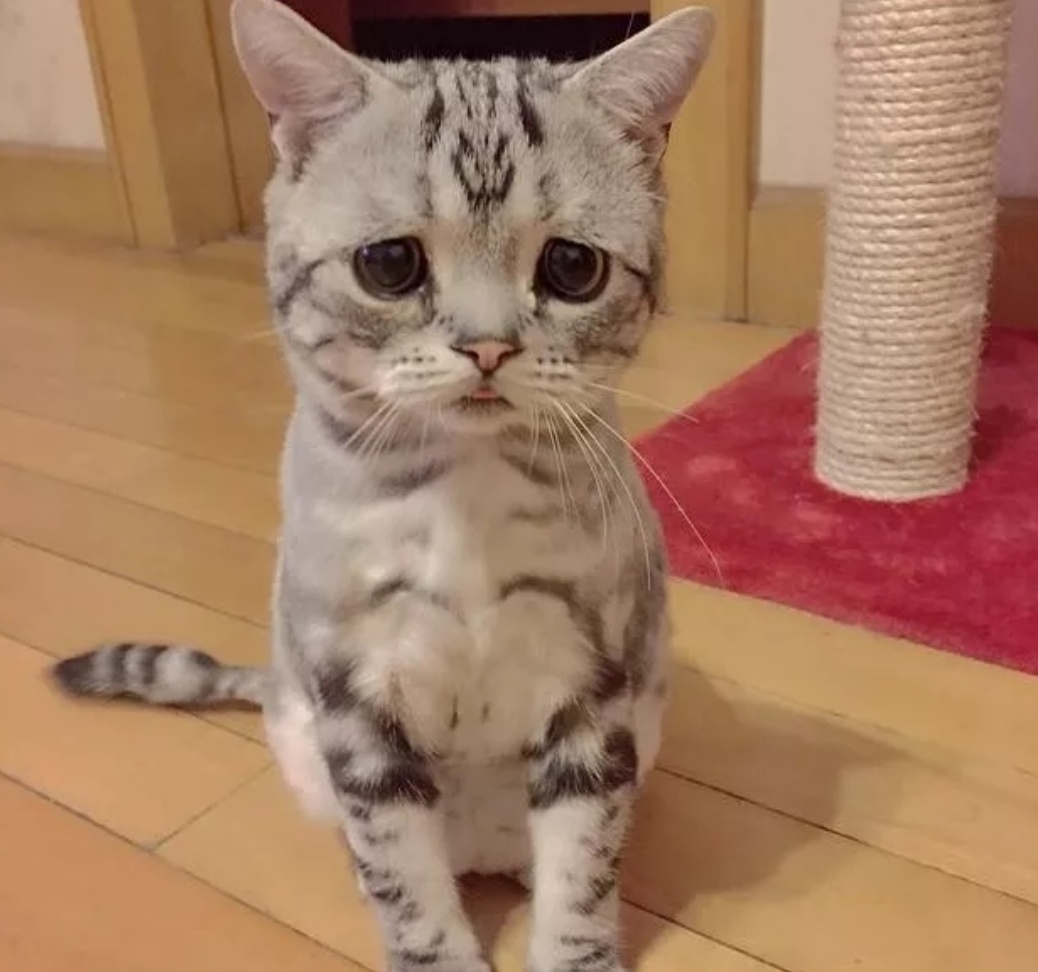 猫咪长了一副委屈脸,被称为"全世界最悲伤小猫",但还是可爱