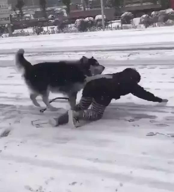 在下雪天,铲屎官和狗子总归是要疯一个的!