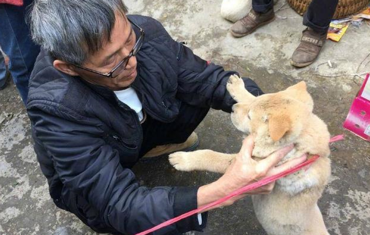 深入农村的卖狗市场,狗狗装麻袋中称斤卖,悲惨境况让人心酸