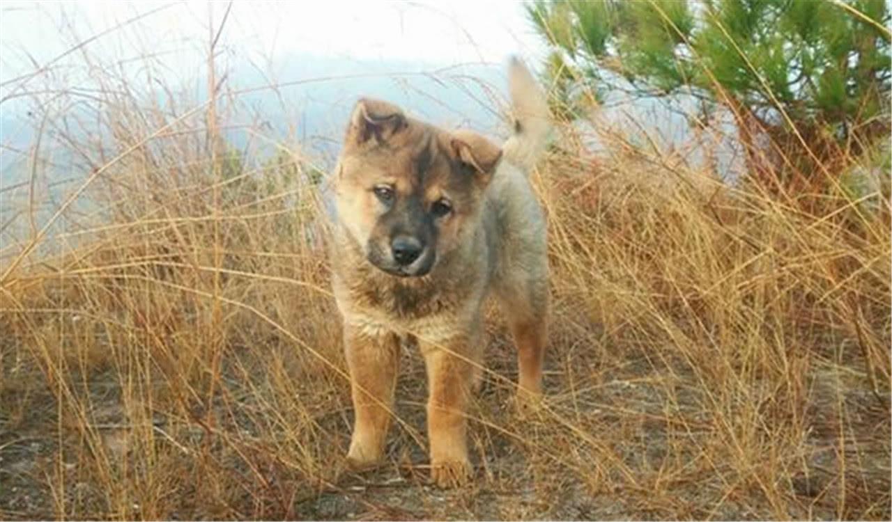 为什么很多人都瞧不起农村的土狗? 看完真的很心疼中华田园犬