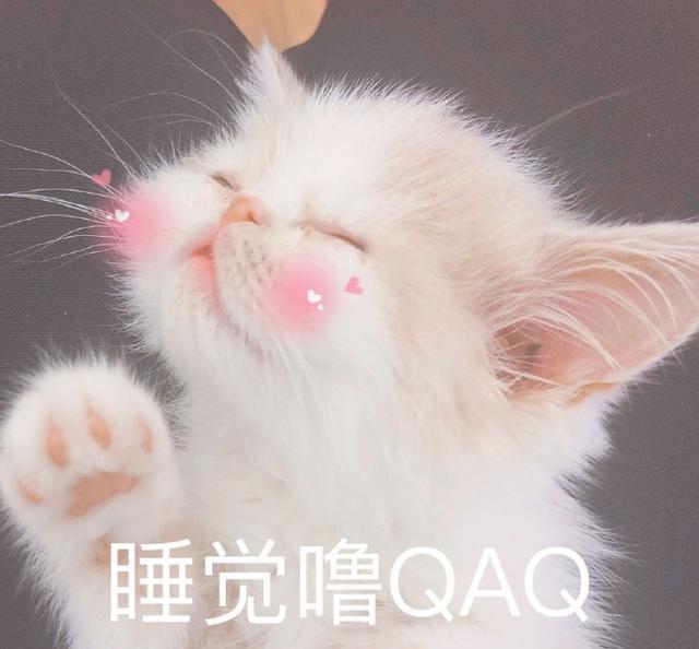 搞笑猫咪表情包:生无可恋又不肯去死的表情