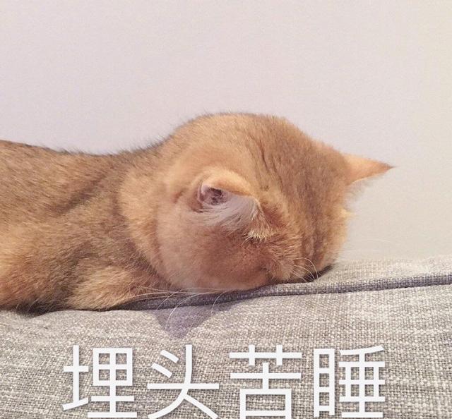 搞笑猫咪表情包:生无可恋又不肯去死的表情