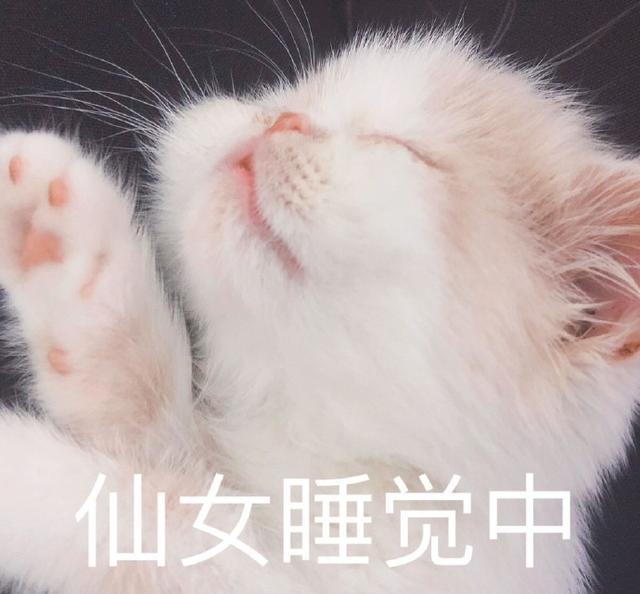 搞笑猫咪表情包:生无可恋又不肯去死的表情