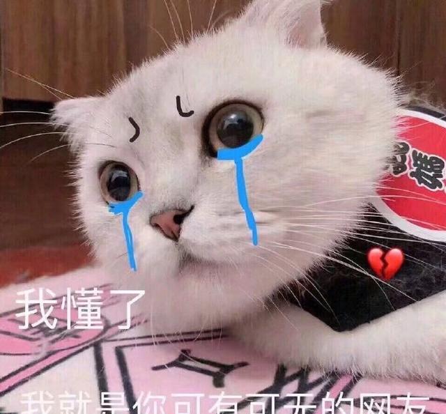 搞笑猫咪表情包:生无可恋又不肯去死的表情