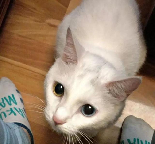 晒猫日|异瞳喵星人,应该是上天特别的宠儿
