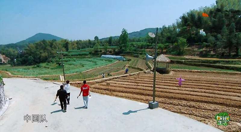 《向往的生活》嘉宾种的菜为何还是荒芜状态