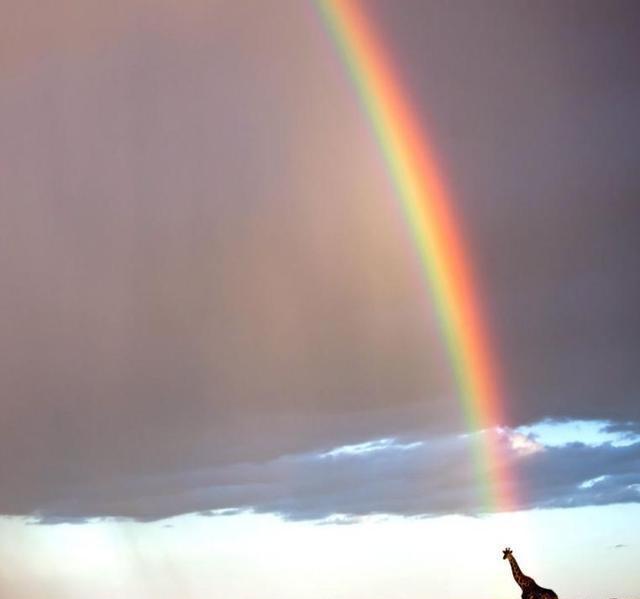 实拍: 从非洲到北极, 野生动物最精彩的瞬间