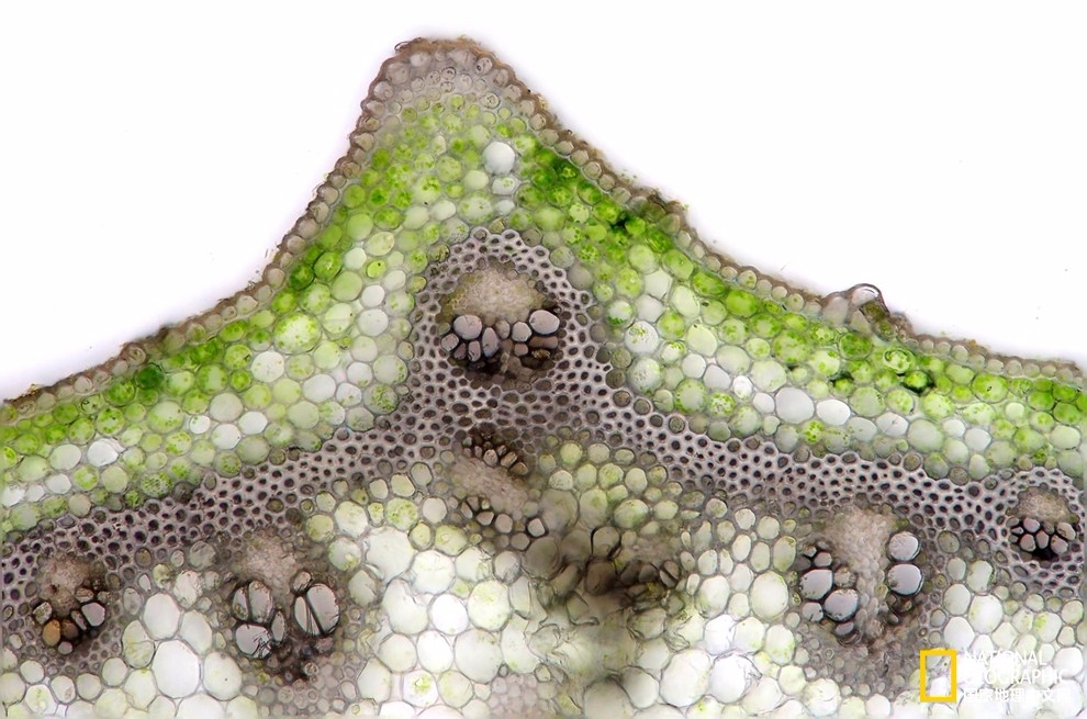 显微镜下:神奇的植物王国|植物王国|苔藓|摄影_新浪网