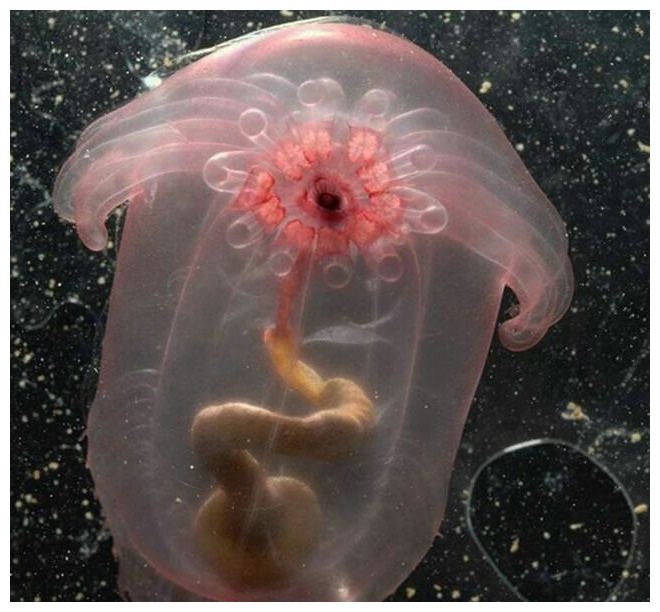 10张海洋照片令人压抑，巨大的神秘生物，让人感觉被冻住!