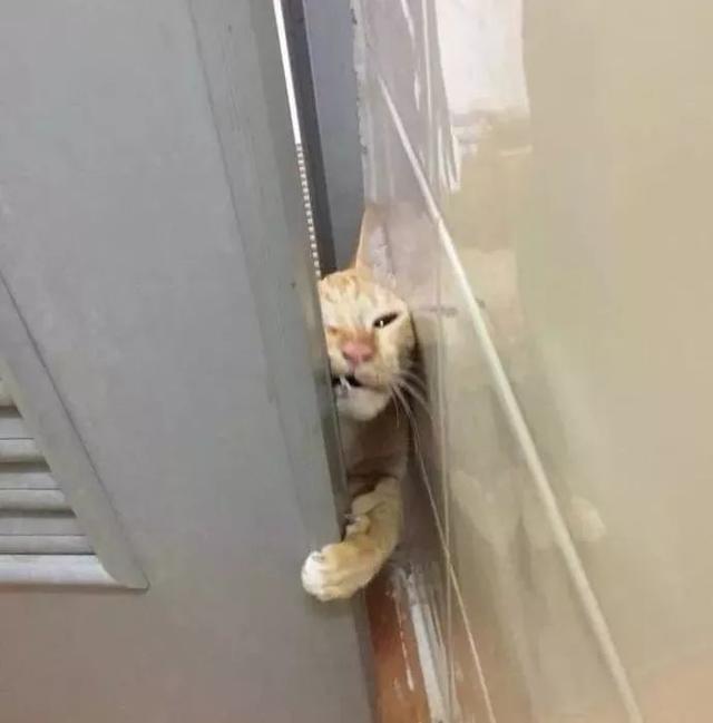 于是橘猫从厕所门缝里开始往里面挤,铲屎官不停用手抵住门不让它进来.