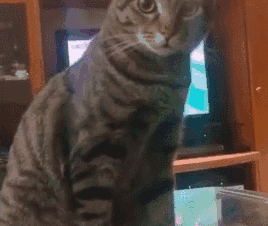 主人让猫咪走开别挡着自己看球赛,猫咪火上浇油:那给