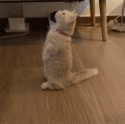 有一只擅长抱大腿,装傻卖萌的喵星人,让人如何拒绝?