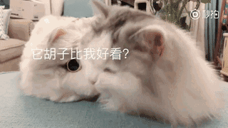 如何让猫咪喜欢你,就得懂这些