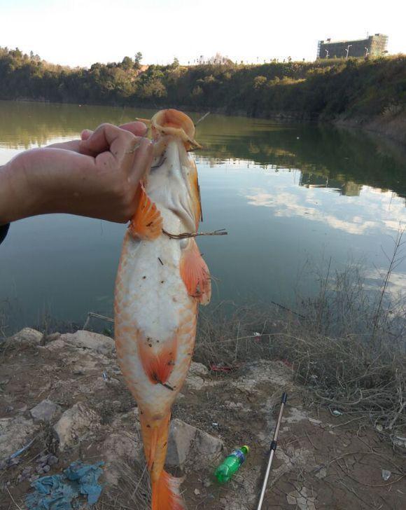 河里钓到一条红鲤鱼, 水稻田很多能吃吗?
