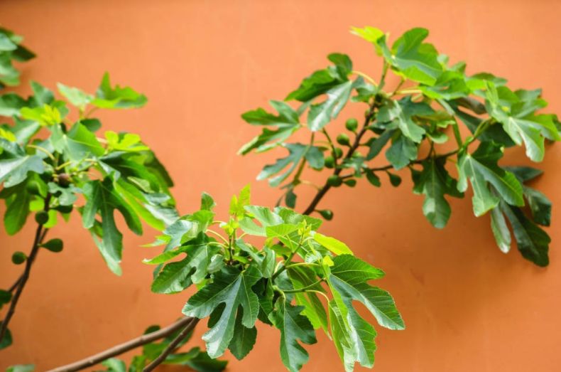 农村被忽视的无花果树上的叶子,却不知它泡水