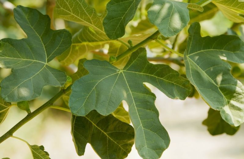 农村被忽视的无花果树上的叶子,却不知它泡水