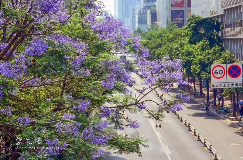 成都最美蓝花楹长廊来了,足足1700米