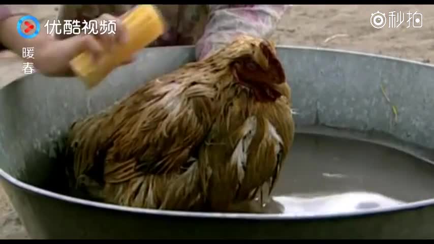 没妈的孩子像根草,有妈的孩子不知道好,几个孩子一比较太不公平