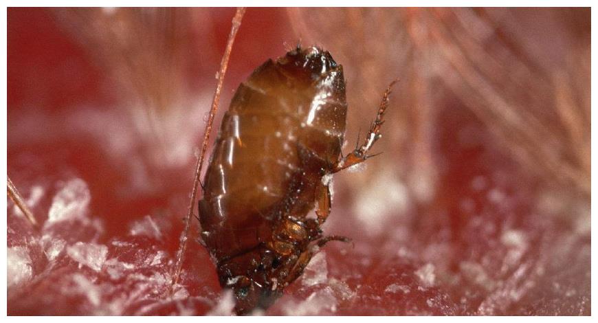 40年前家家户户都有臭虫跳蚤,现在怎么没了,它们都...