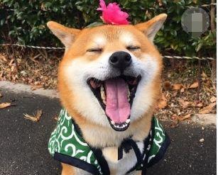 柴犬找主人玩球,却不小心被主人砸中,柴犬的小表情让网友笑一天