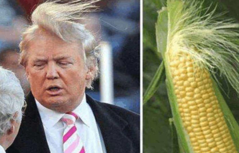 特朗普被风吹过的的头发很像玉米须,连风的方向都是一样的!