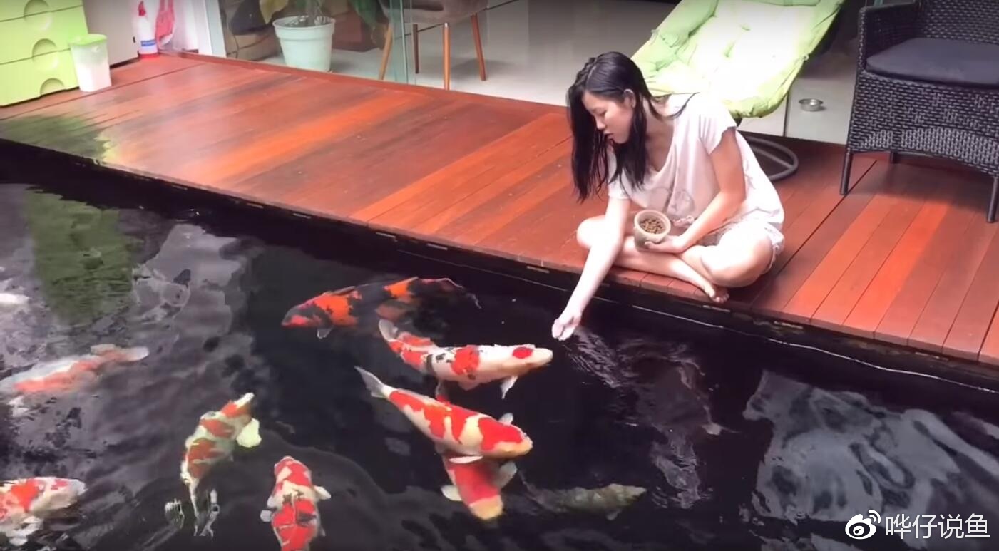 你想让你家的锦鲤又大又肥吗?你需要先学会这个小绝招