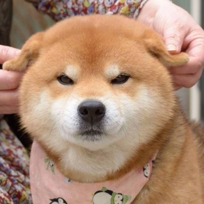 超级想捏一捏柴犬的大脸